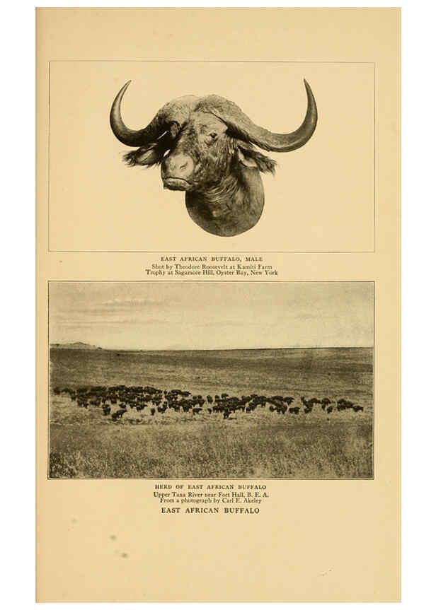 Reproducción/Reproduction 6254872640: Life-histories of African game animals New York,C. Scribner's Sons,1914