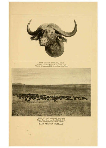 Reproducción/Reproduction 6254872640: Life-histories of African game animals New York,C. Scribner's Sons,1914