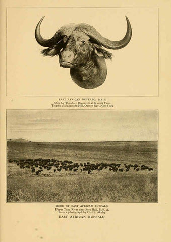 Reproducción/Reproduction 6254872640: Life-histories of African game animals New York,C. Scribner's Sons,1914