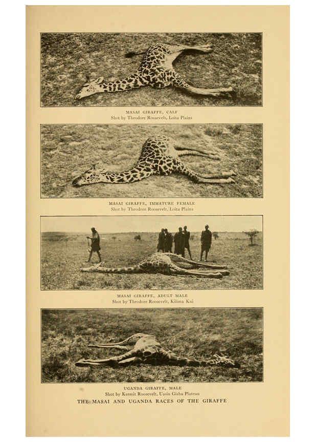 Reproducción/Reproduction 6254335735: Life-histories of African game animals New York,C. Scribner's Sons,1914