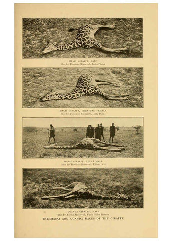 Reproducción/Reproduction 6254335735: Life-histories of African game animals New York,C. Scribner's Sons,1914