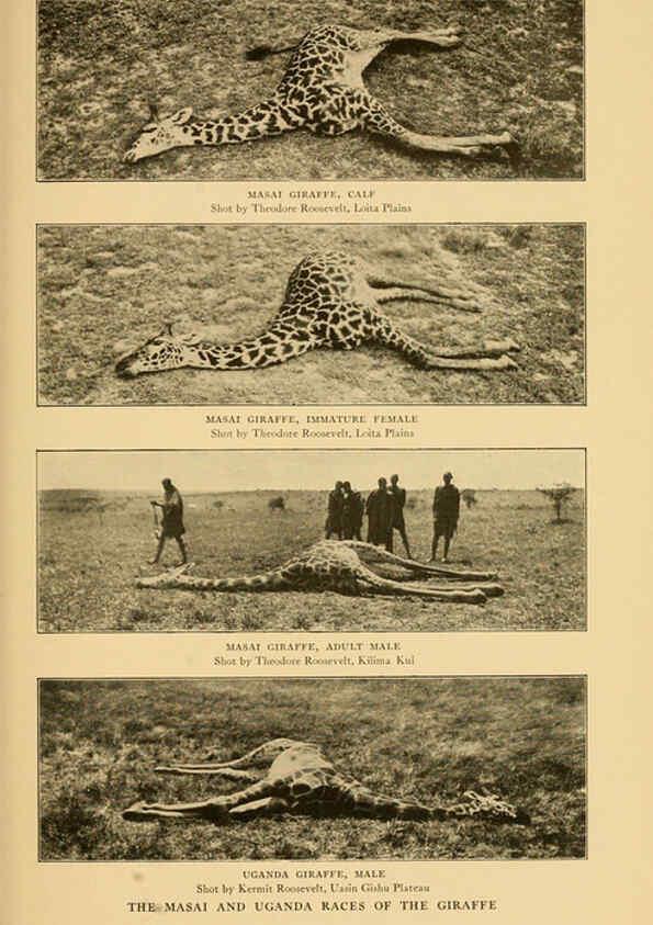 Reproducción/Reproduction 6254335735: Life-histories of African game animals New York,C. Scribner's Sons,1914