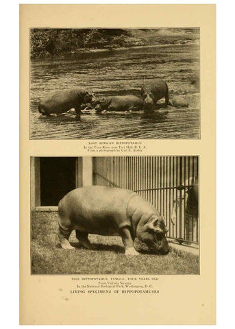 Reproducción/Reproduction 6254866002: Life-histories of African game animals New York,C. Scribner's Sons,1914