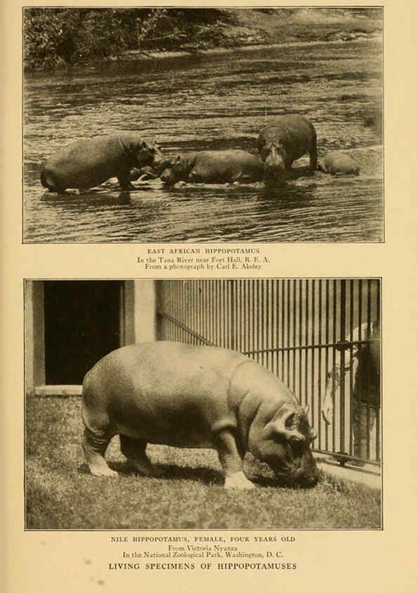 Reproducción/Reproduction 6254866002: Life-histories of African game animals New York,C. Scribner's Sons,1914