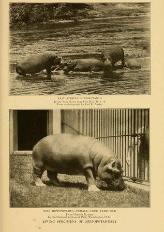 Reproducción/Reproduction 6254866002: Life-histories of African game animals New York,C. Scribner's Sons,1914