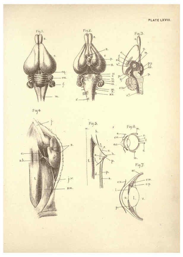 Reproducción/Reproduction 6254240877: Illustrations of zoology: invertebrates & vertebrates EdinburghY.J. Pentland,1889