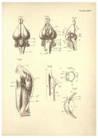 Reproducción/Reproduction 6254240877: Illustrations of zoology: invertebrates & vertebrates EdinburghY.J. Pentland,1889