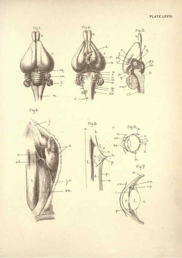 Reproducción/Reproduction 6254240877: Illustrations of zoology: invertebrates & vertebrates EdinburghY.J. Pentland,1889