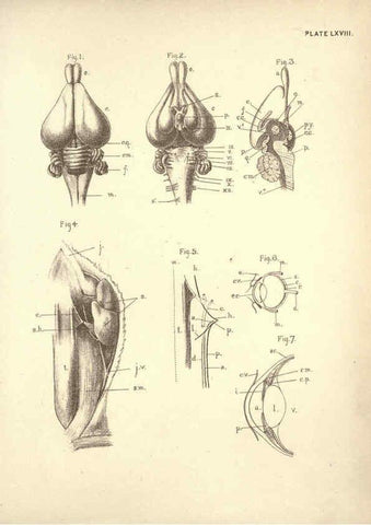 Reproducción/Reproduction 6254240877: Illustrations of zoology: invertebrates & vertebrates EdinburghY.J. Pentland,1889