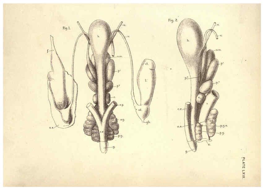 Reproducción/Reproduction 6254241101: Illustrations of zoology: invertebrates & vertebrates EdinburghY.J. Pentland,1889
