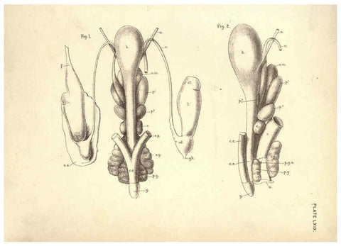 Reproducción/Reproduction 6254241101: Illustrations of zoology: invertebrates & vertebrates EdinburghY.J. Pentland,1889