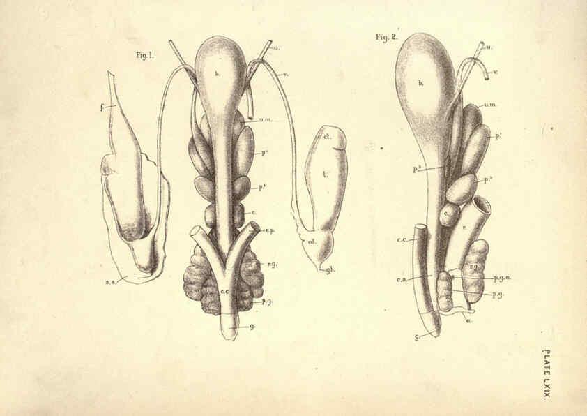 Reproducción/Reproduction 6254241101: Illustrations of zoology: invertebrates & vertebrates EdinburghY.J. Pentland,1889