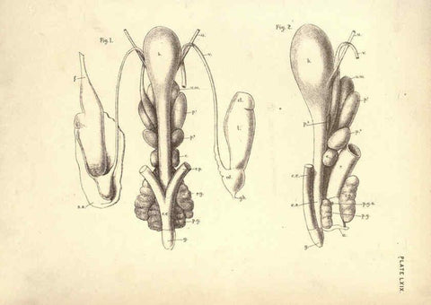 Reproducción/Reproduction 6254241101: Illustrations of zoology: invertebrates & vertebrates EdinburghY.J. Pentland,1889