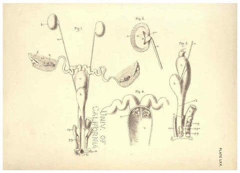 Reproducción/Reproduction 6254241435: Illustrations of zoology: invertebrates & vertebrates EdinburghY.J. Pentland,1889
