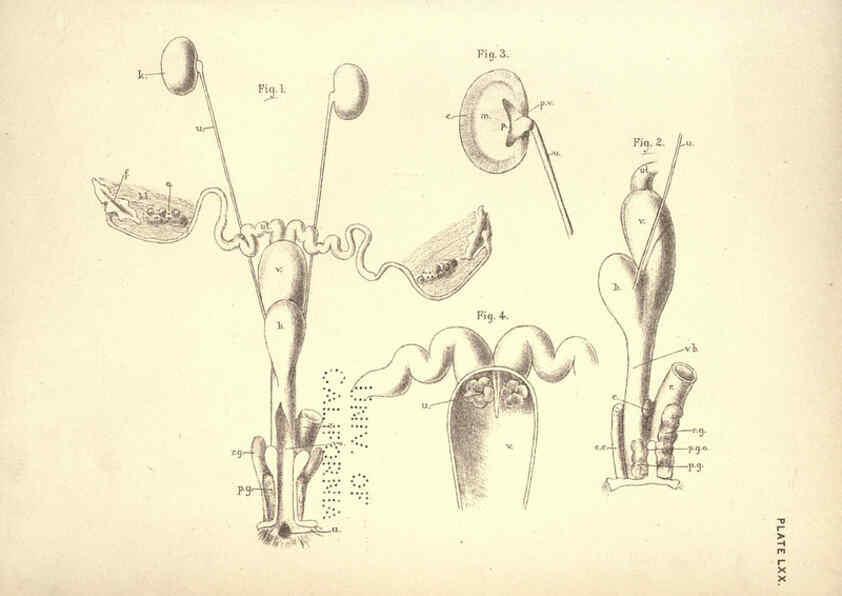 Reproducción/Reproduction 6254241435: Illustrations of zoology: invertebrates & vertebrates EdinburghY.J. Pentland,1889