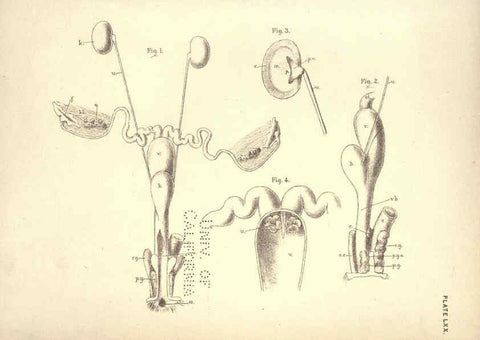 Reproducción/Reproduction 6254241435: Illustrations of zoology: invertebrates & vertebrates EdinburghY.J. Pentland,1889