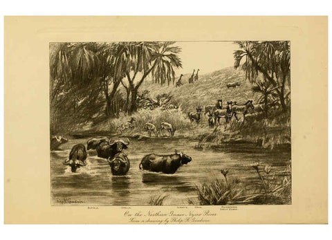 Reproducción/Reproduction 6254859056: Life-histories of African game animals New York,C. Scribner's Sons,1914