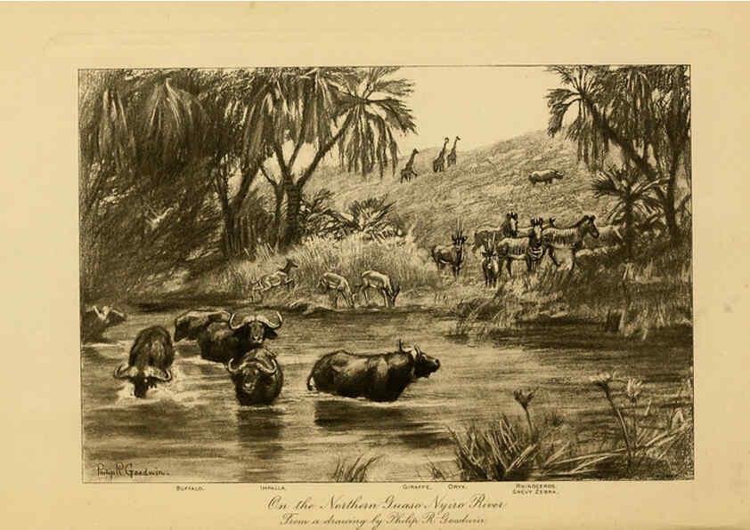 Reproducción/Reproduction 6254859056: Life-histories of African game animals New York,C. Scribner's Sons,1914