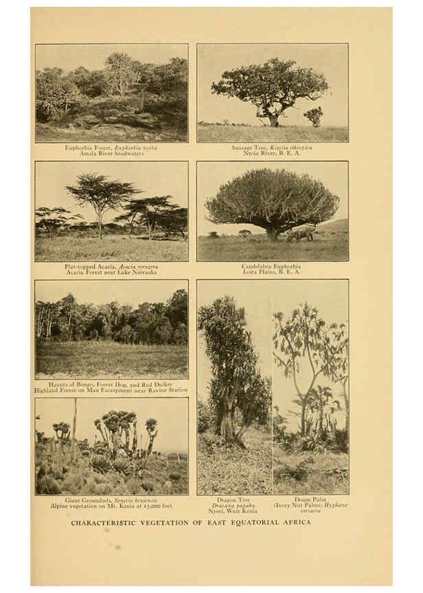 Reproducción/Reproduction 6254861458: Life-histories of African game animals New York,C. Scribner's Sons,1914