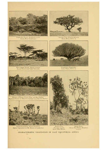 Reproducción/Reproduction 6254861458: Life-histories of African game animals New York,C. Scribner's Sons,1914
