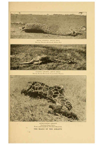 Reproducción/Reproduction 6254335355: Life-histories of African game animals New York,C. Scribner's Sons,1914
