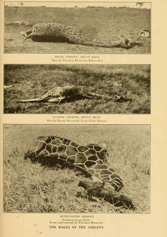 Reproducción/Reproduction 6254335355: Life-histories of African game animals New York,C. Scribner's Sons,1914