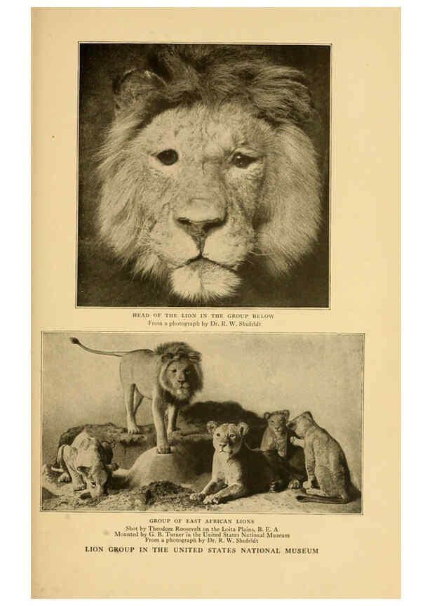 Reproducción/Reproduction 6254862018: Life-histories of African game animals New York,C. Scribner's Sons,1914