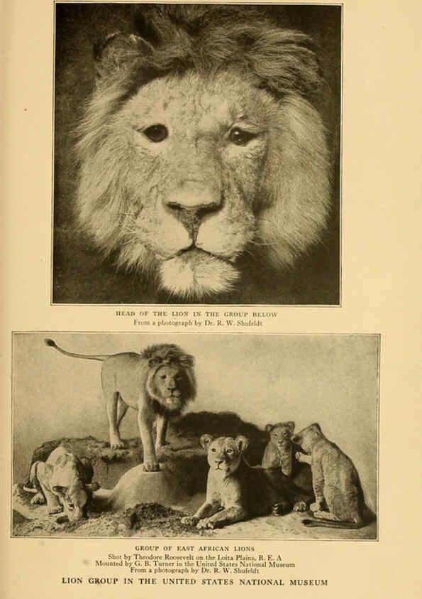 Reproducción/Reproduction 6254862018: Life-histories of African game animals New York,C. Scribner's Sons,1914