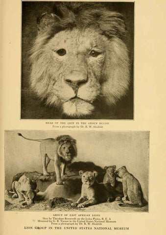 Reproducción/Reproduction 6254862018: Life-histories of African game animals New York,C. Scribner's Sons,1914