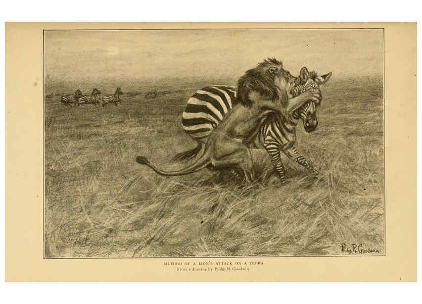 Reproducción/Reproduction 6254862808: Life-histories of African game animals New York,C. Scribner's Sons,1914