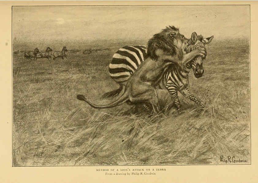 Reproducción/Reproduction 6254862808: Life-histories of African game animals New York,C. Scribner's Sons,1914