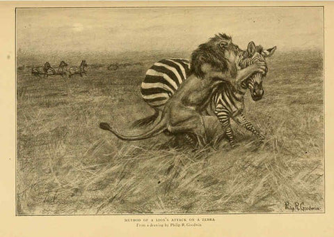 Reproducción/Reproduction 6254862808: Life-histories of African game animals New York,C. Scribner's Sons,1914