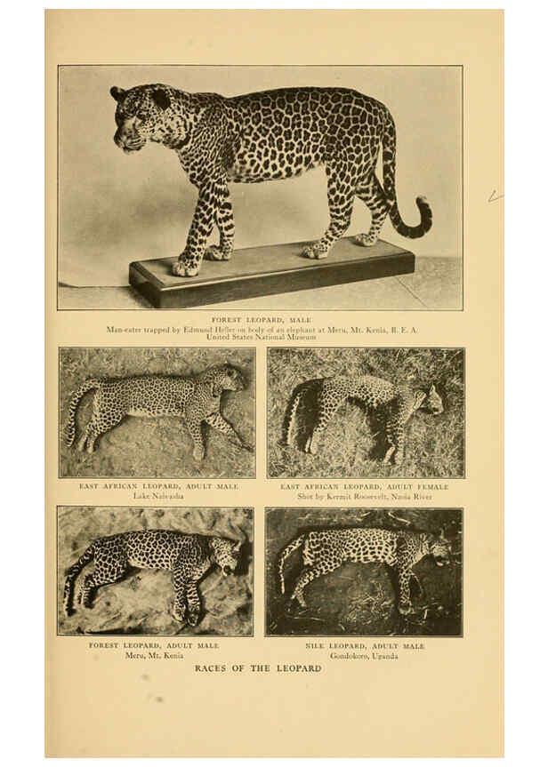 Reproducción/Reproduction 6254332751: Life-histories of African game animals New York,C. Scribner's Sons,1914
