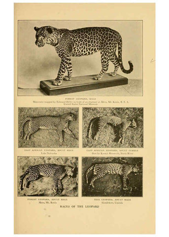 Reproducción/Reproduction 6254332751: Life-histories of African game animals New York,C. Scribner's Sons,1914