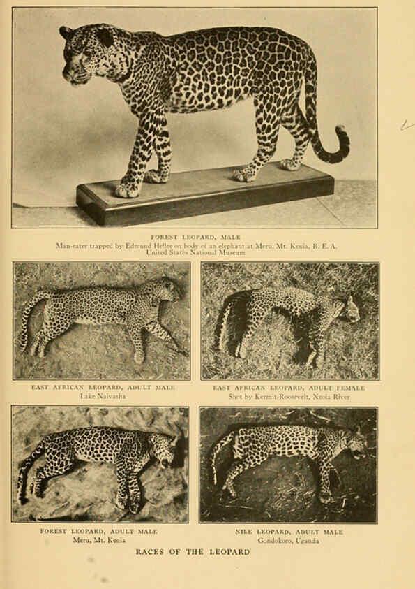 Reproducción/Reproduction 6254332751: Life-histories of African game animals New York,C. Scribner's Sons,1914