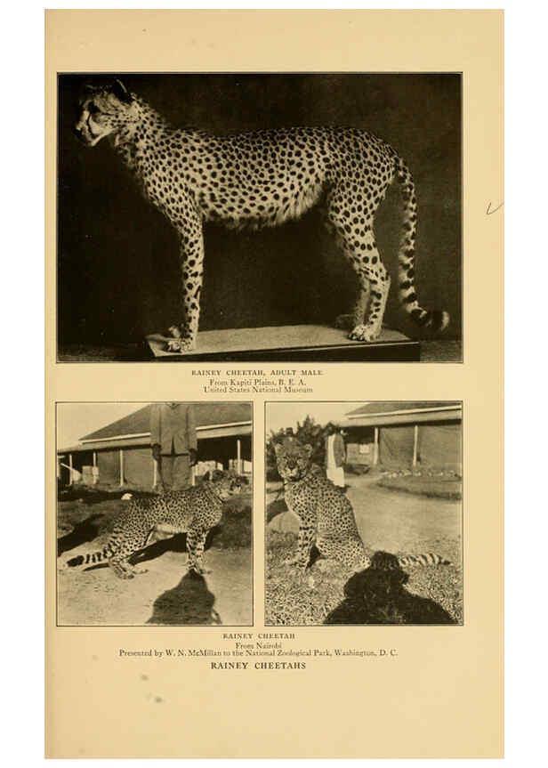 Reproducción/Reproduction 6254333167: Life-histories of African game animals New York,C. Scribner's Sons,1914