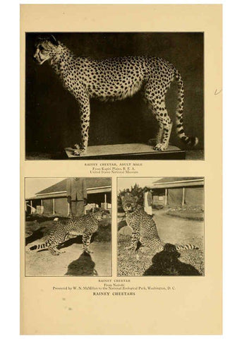Reproducción/Reproduction 6254333167: Life-histories of African game animals New York,C. Scribner's Sons,1914
