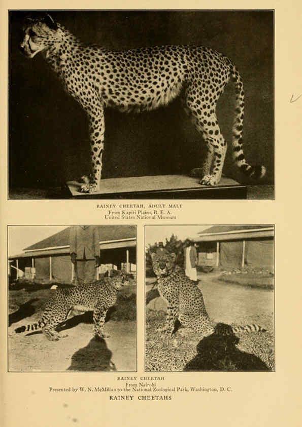 Reproducción/Reproduction 6254333167: Life-histories of African game animals New York,C. Scribner's Sons,1914