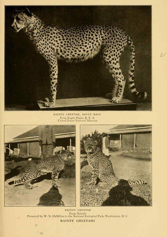 Reproducción/Reproduction 6254333167: Life-histories of African game animals New York,C. Scribner's Sons,1914