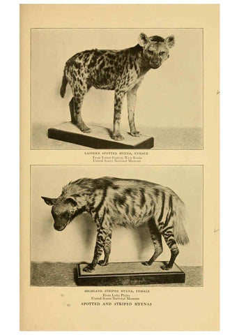 Reproducción/Reproduction 6254333573: Life-histories of African game animals New York,C. Scribner's Sons,1914
