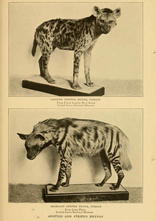 Reproducción/Reproduction 6254333573: Life-histories of African game animals New York,C. Scribner's Sons,1914