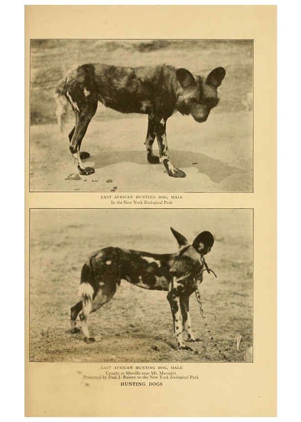 Reproducción/Reproduction 6254334007: Life-histories of African game animals New York,C. Scribner's Sons,1914