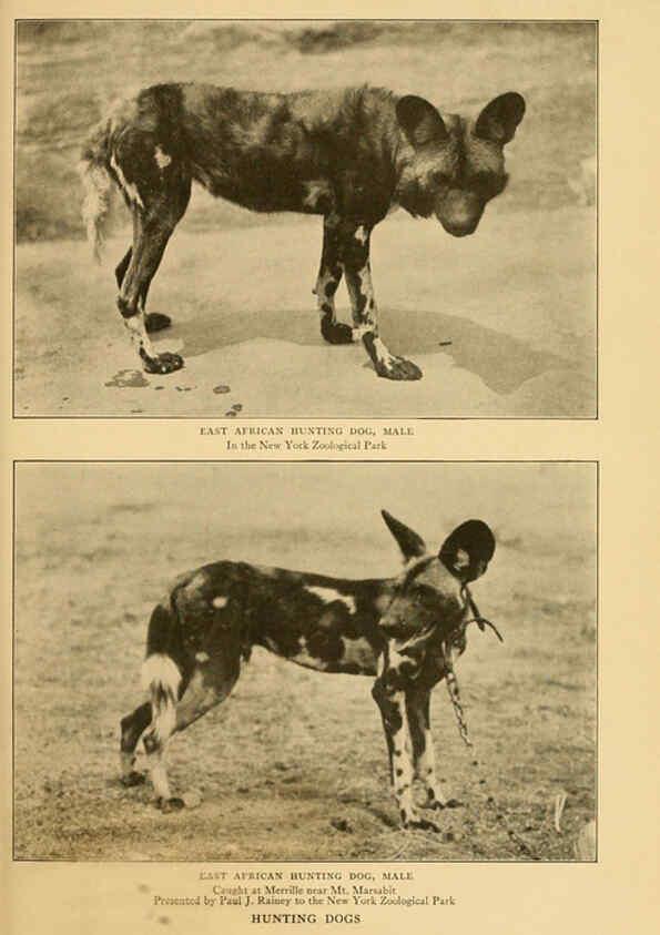 Reproducción/Reproduction 6254334007: Life-histories of African game animals New York,C. Scribner's Sons,1914