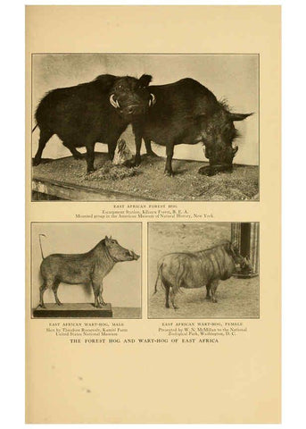 Reproducción/Reproduction 6254334319: Life-histories of African game animals New York,C. Scribner's Sons,1914