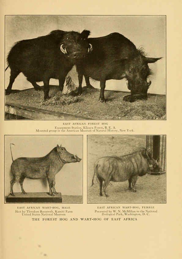 Reproducción/Reproduction 6254334319: Life-histories of African game animals New York,C. Scribner's Sons,1914