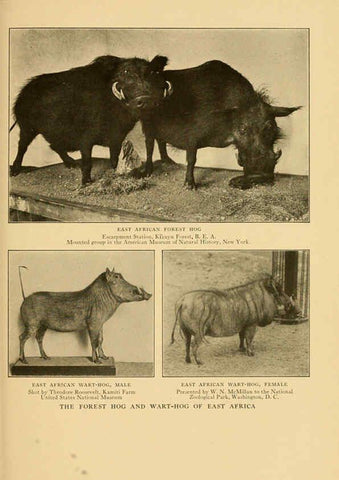 Reproducción/Reproduction 6254334319: Life-histories of African game animals New York,C. Scribner's Sons,1914