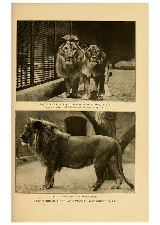 Reproducción/Reproduction 6254862396: Life-histories of African game animals New York,C. Scribner's Sons,1914