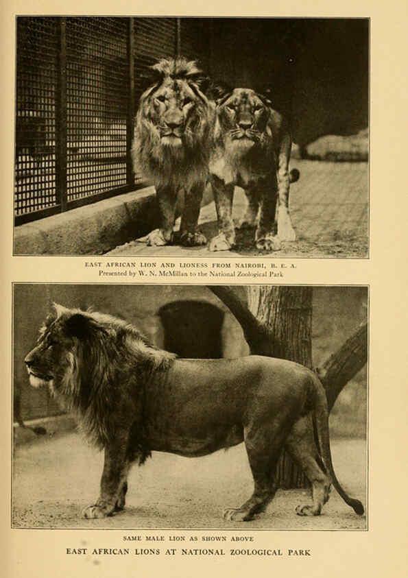 Reproducción/Reproduction 6254862396: Life-histories of African game animals New York,C. Scribner's Sons,1914
