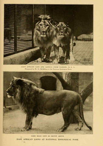 Reproducción/Reproduction 6254862396: Life-histories of African game animals New York,C. Scribner's Sons,1914