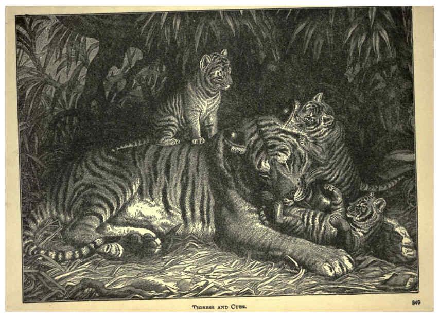 Reproducción/Reproduction 6221064058: Forest and jungle, or, Thrilling adventures in all quarters of the globe Chicago ;The Werner Company,1896